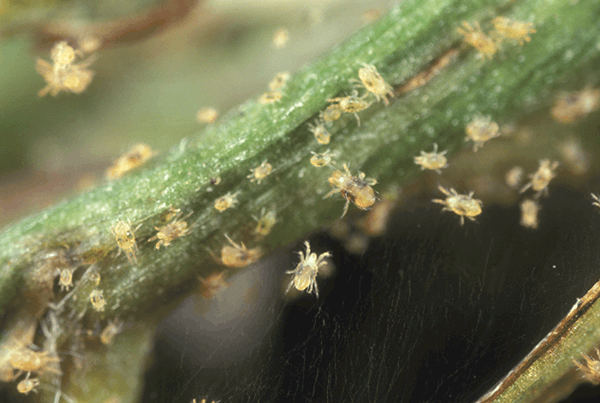 Spider Mite Exterminator