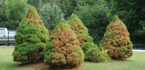 trees that were damaged by spider sites