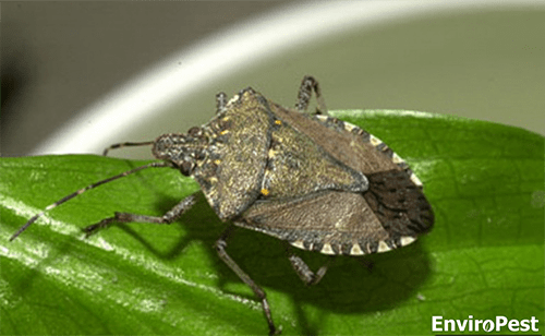 stink bug on a leaf