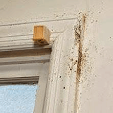 bed bugs hiding in window frame