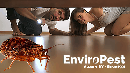 Auburn NY Pest Control