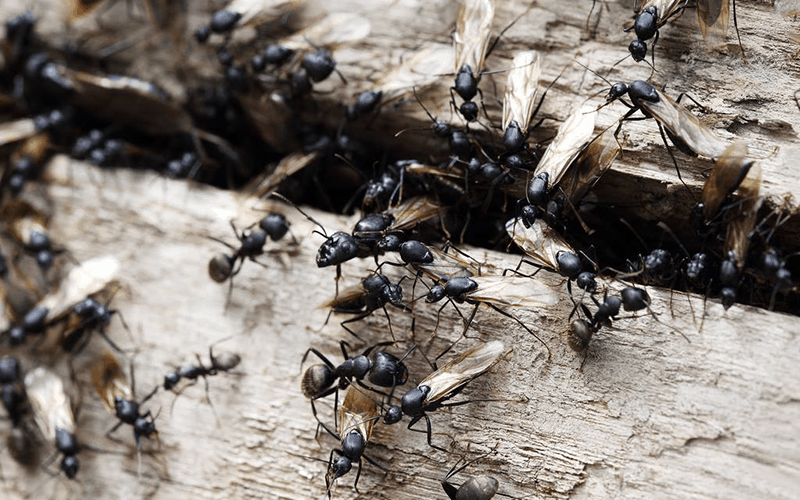 ants invade home