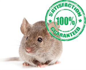 mice problem remediation