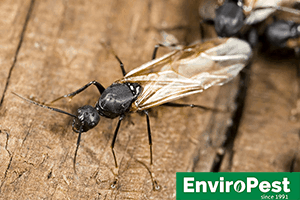 Carpenter Ant - popular to the Cortland region