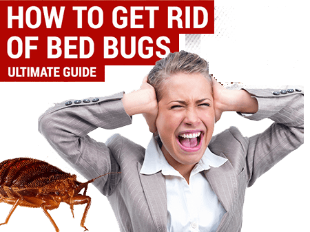 How To Get Rid Of Bed Bugs - Ultimate Guide