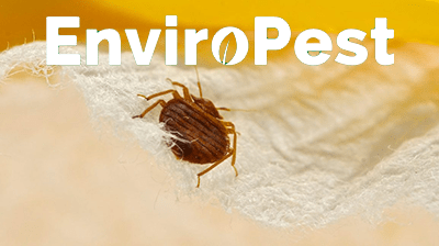 EnviroPest gets rid of bed bugs