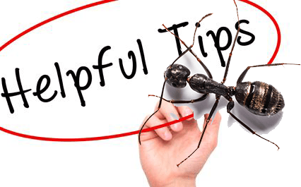 helpful tips for ant control