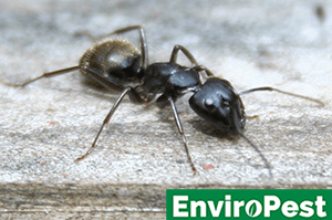 exterminator Canandaigua NY