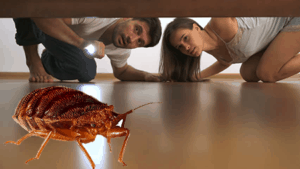 bed bug exterminator in Saratoga - looking at bed bug under bed