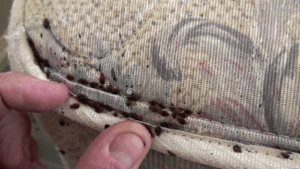 bed bugs in seam of mattress