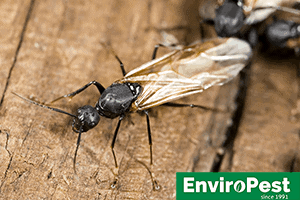 carpenter ants needing extermination in Lockport