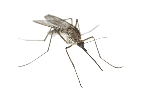 mosquito exterminators