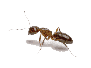 Argentine Ant