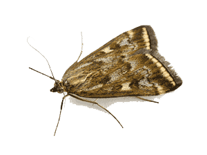Indian Meal Moth