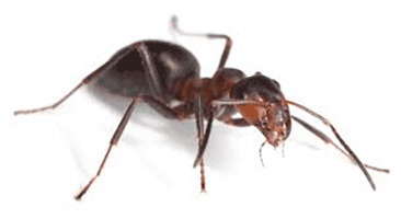 acrobat ant