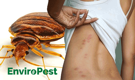 bed bug and bed bug bites
