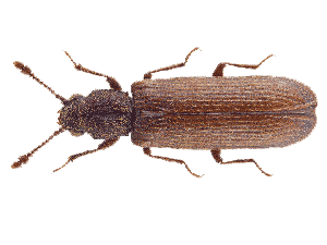 Powderpost Beetle