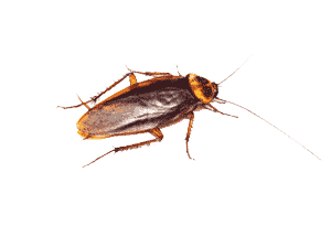 American Cockroach