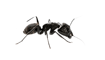 Carpenter Ants