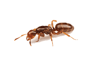 Citronella Ant