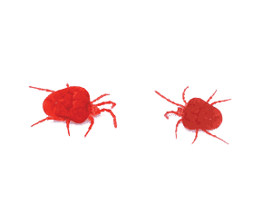 Clover Mites