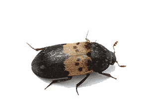 Larder Beetle