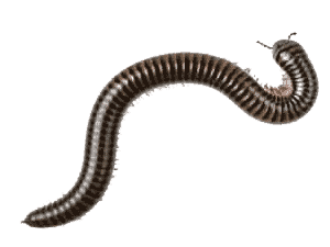 Millipede