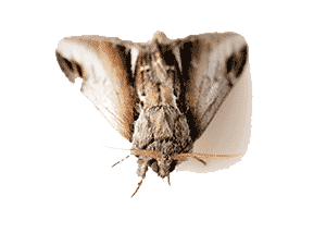 Clothes Moth