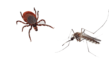 mosquito and a tick