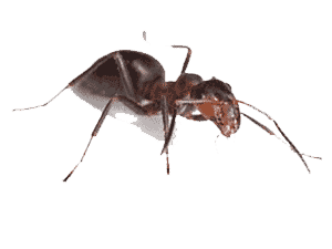 acrobat ant