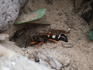 Cicada Killer going into a nest
