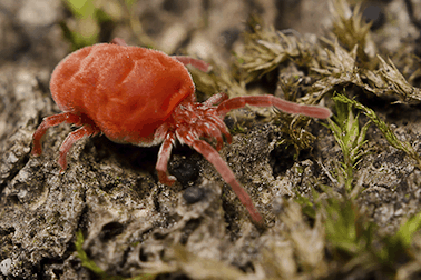 close up of the Clover Mite