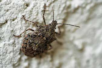 Stink Bug on an interior wall