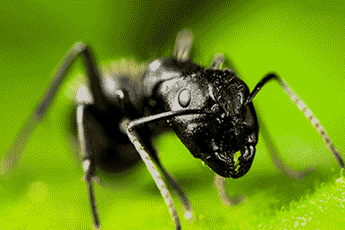 a good look at a carpenter ant