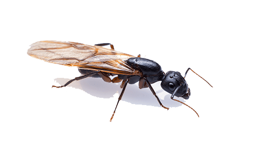 flying carpenter ant