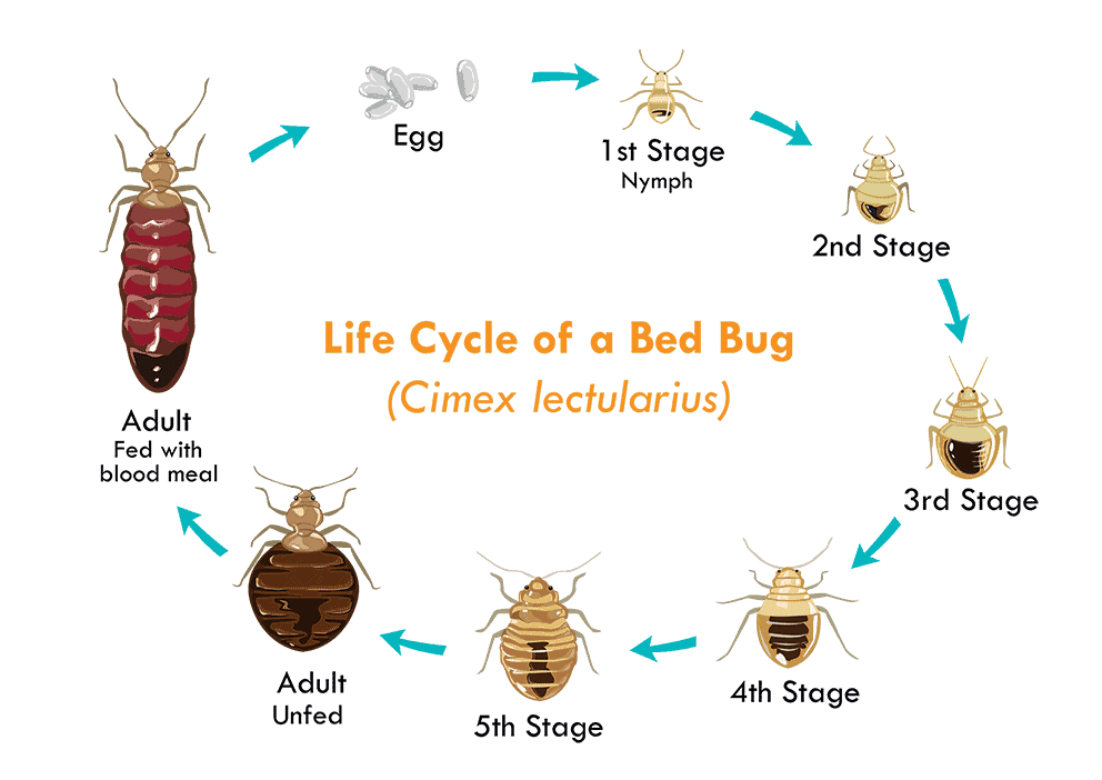 bed bug life cycle stages