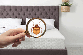 bed bugs in bed