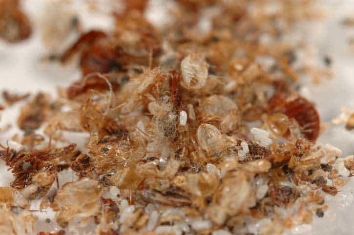 bed bugs molting