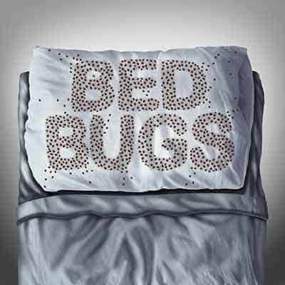 bed-bugs-come-from-motels