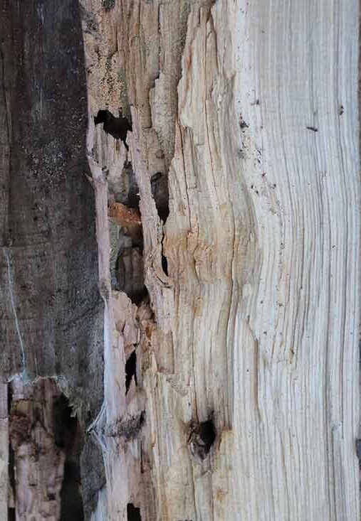 Carpenter Ants chewed through this wood