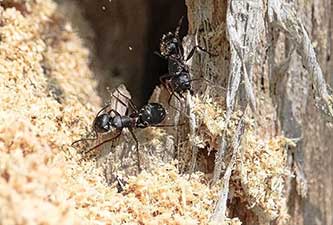 carpenter ants in their frass