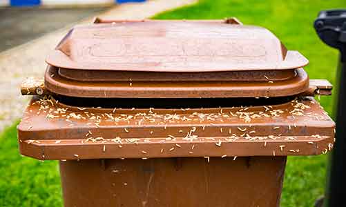 house fly maggots on a garbage can