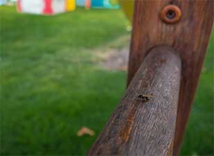 flying carpenter ant on a wooden fence