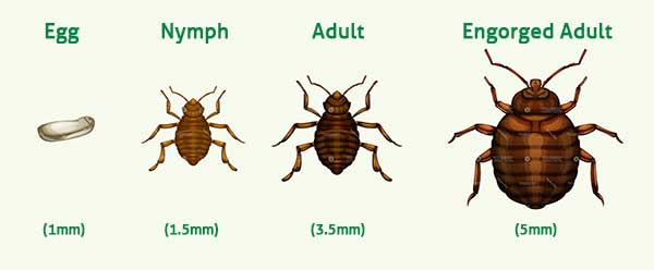 bed bug size comparison chart