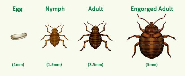 bed bug pictures actual size