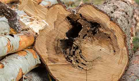 damage to a tree from Carpenter Ants