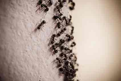 How to Get Rid of Carpenter Ants — Best Ways to Kill Carpenter Ants