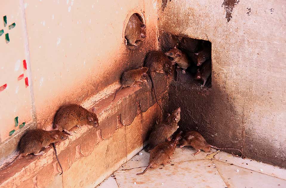 rats going into hole in wall