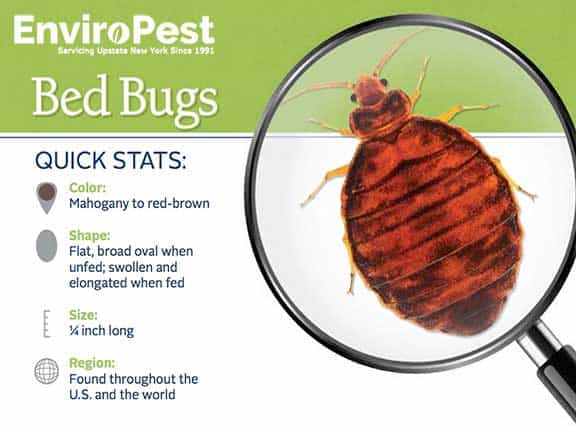 bed bug stats