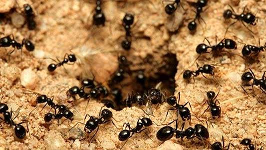 ants crawling